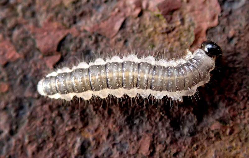 Larva di Tenthredinidae?